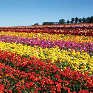 Attractions - The Flower Fields