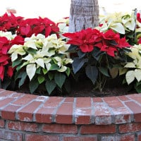 Holiday poinsettias at Carlsbad Village Faire