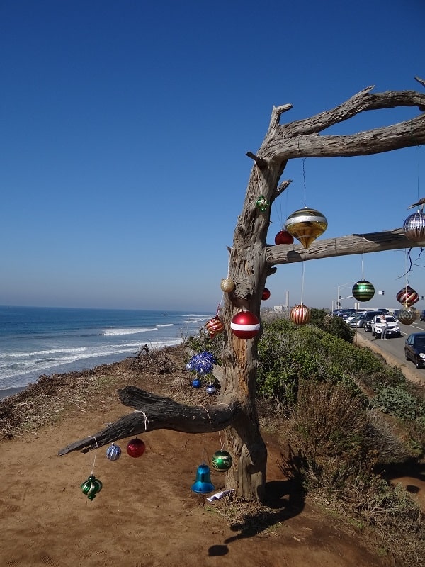 Old tree along the beach in Carlsbad decorated for the holidays