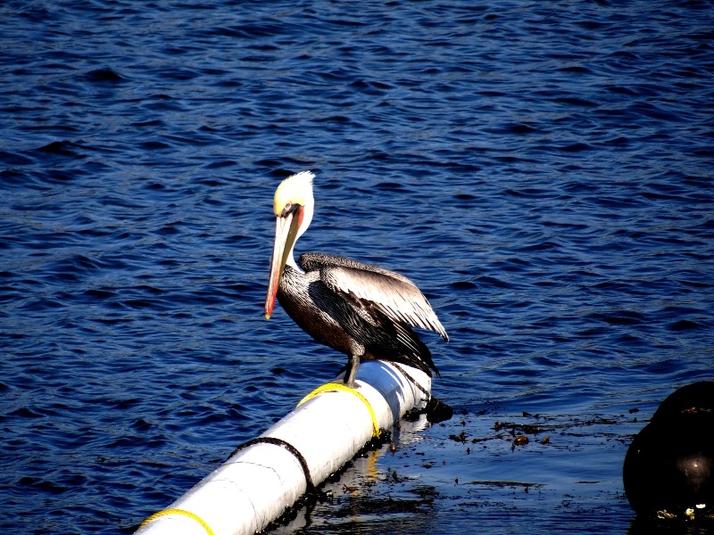 Pelican at the Carlsbad Aquafarm