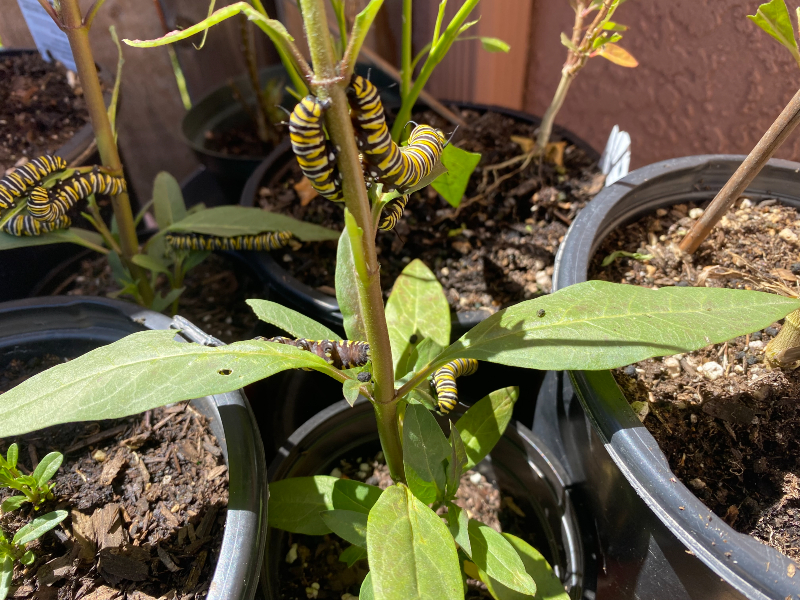 Monarch caterpillars in Carlsbad