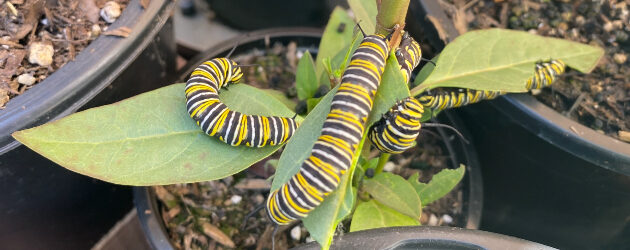 Monarch Caterpillars in Carlsbad