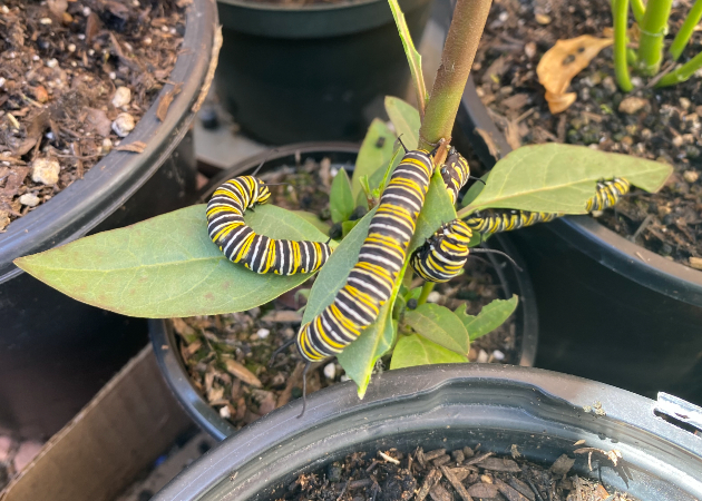 Monarch Caterpillars in Carlsbad