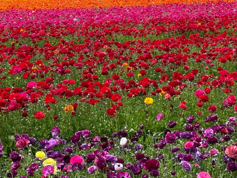 Flower Fields ranunculus